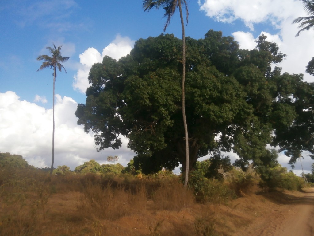 kenia 2015 marzo NATURA VERA