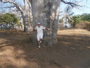 Baobabab albero gigantesco