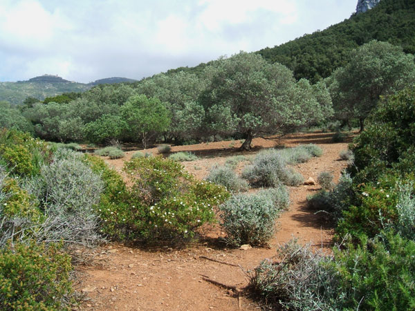 macchia-mediterranea-in-fiore