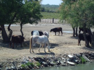 Cavalli e tori della Camargue